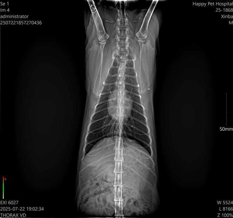Xinba thoracic X-ray ventrodorsal view
