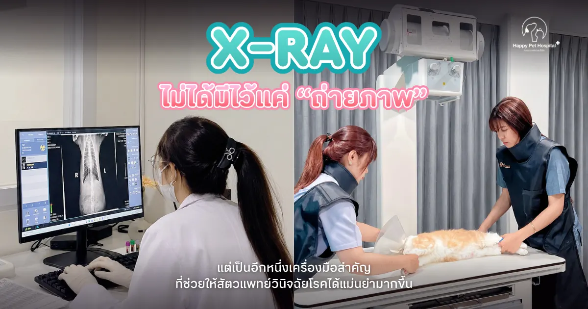 X-ray มากกว่าการถ่ายภาพ คือก้าวสำคัญของการวินิจฉัยโรคในสัตว์เลี้ยง