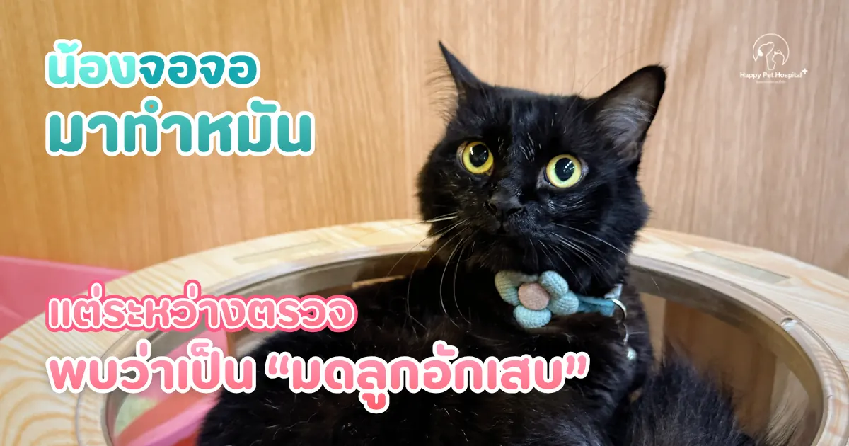 จากนัดทำหมันธรรมดา สู่การค้นพบภาวะมดลูกอักเสบของน้อง “จอจอ”