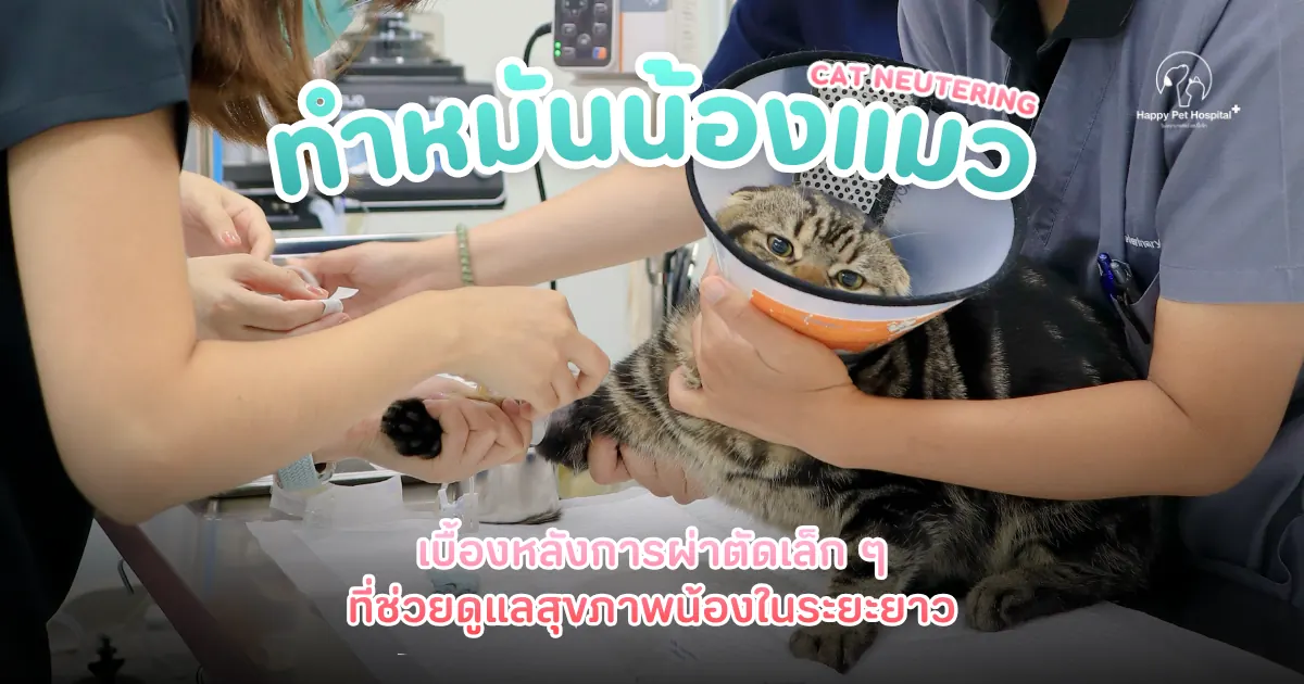 เรื่องราวการดูแลและทำหมันแมวเพศผู้