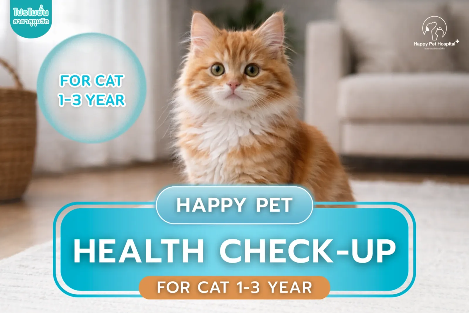 Health check for cats aged 1–3 years