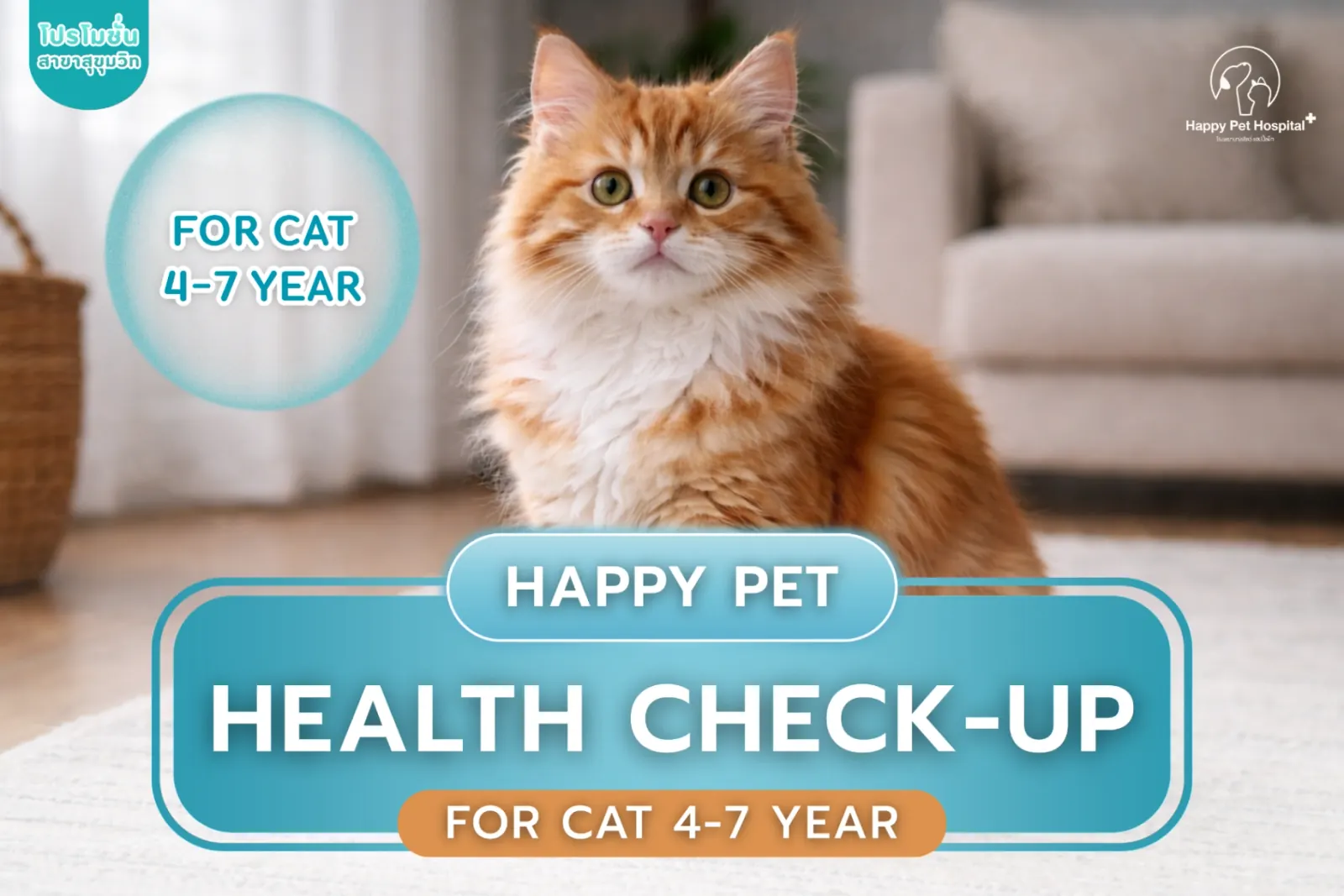 Health check for cats aged 4–7 years